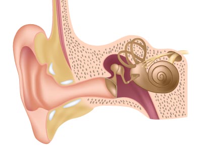 آناتومی و ساختار گوش انسان