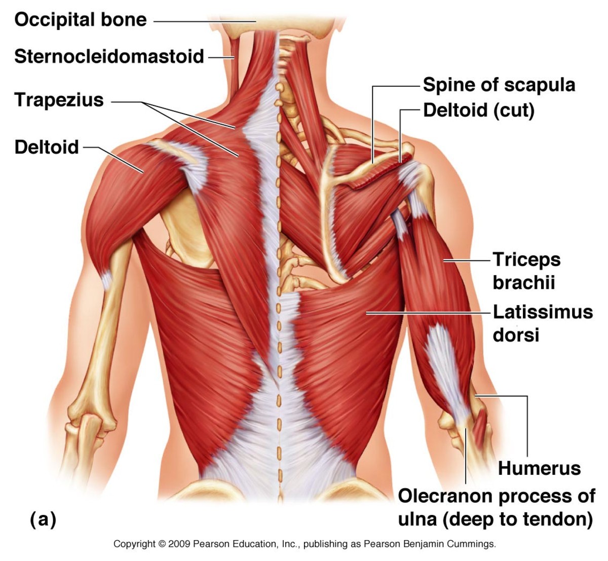 عضلات ناحیه شانه انسان