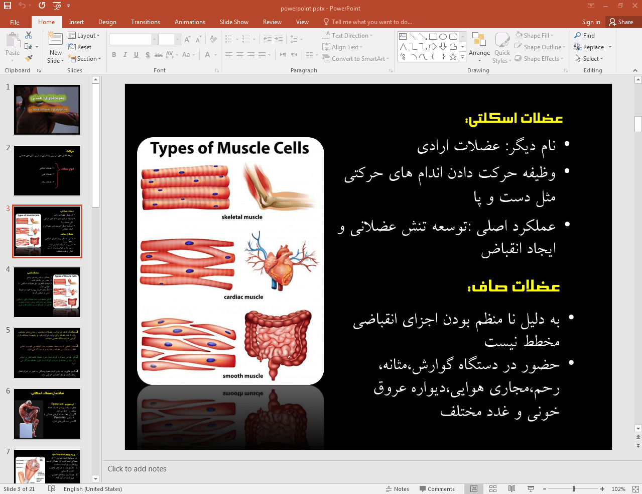 دستگاه عضلانی انسان