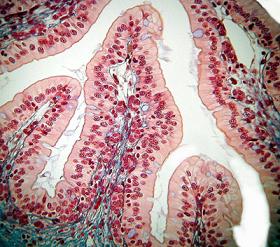 سلول های بدن انسان و بررسی بافت های پوششی