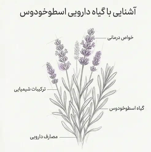 اسطوخودوس