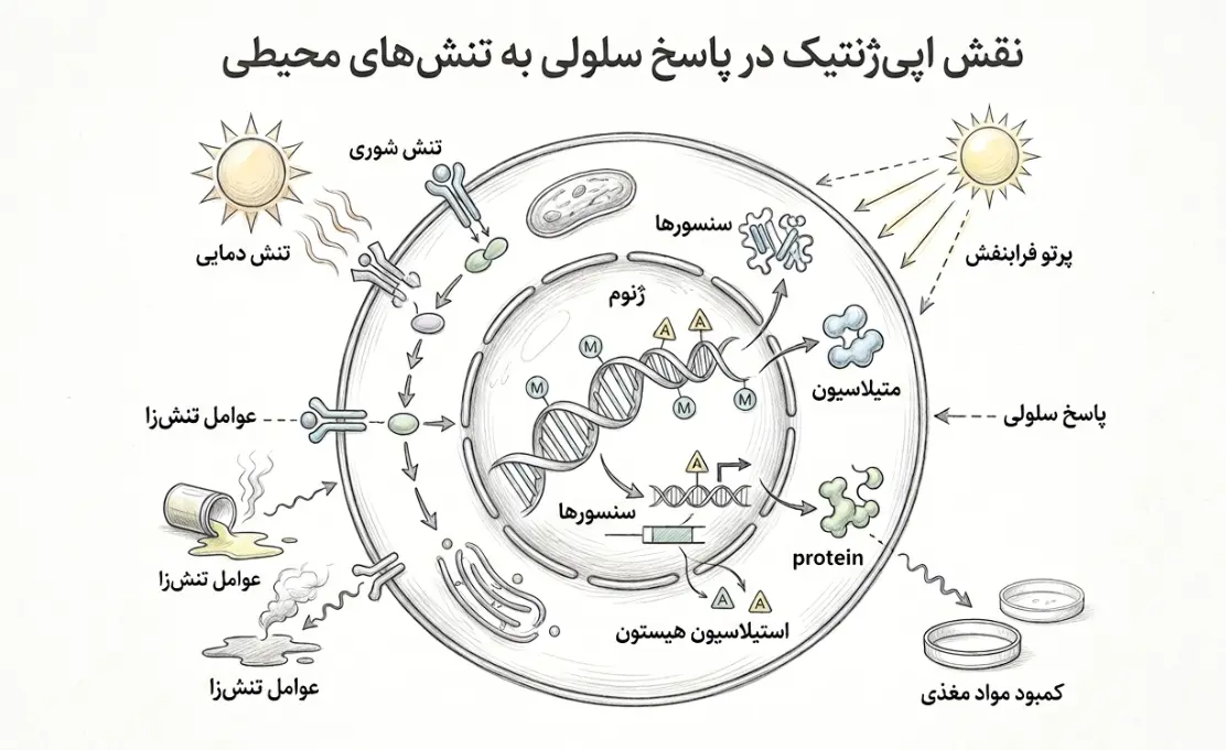 اپی ژنتیک